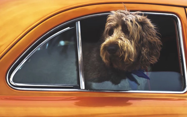 Fluffy dog looking out the window of a yellow car